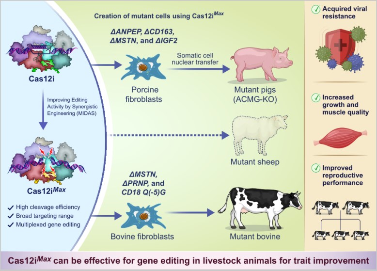 国家家养动物种质资源库利用创新基因编辑工具实现地方品种大家畜多基因编辑及生产性状改良